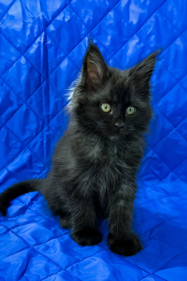 Pamela | maine coon kitten