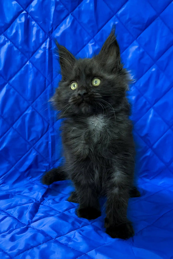 Pamela | maine coon kitten