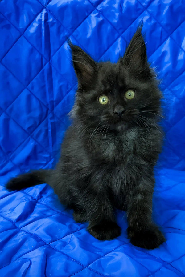Pamela | maine coon kitten