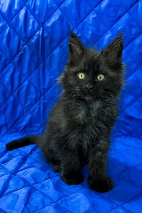 Pamela | maine coon kitten