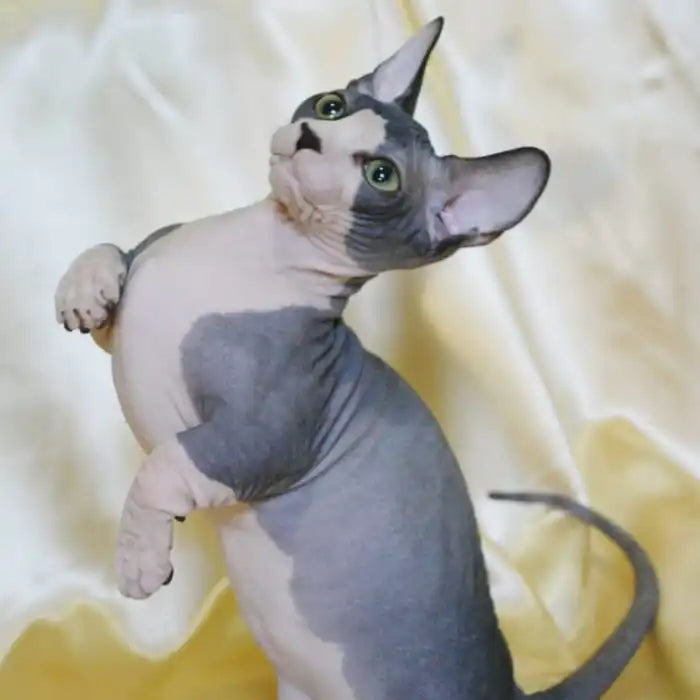 Sphynx Cats for Sale | Kittens For Pancy | Kitten | Adopted