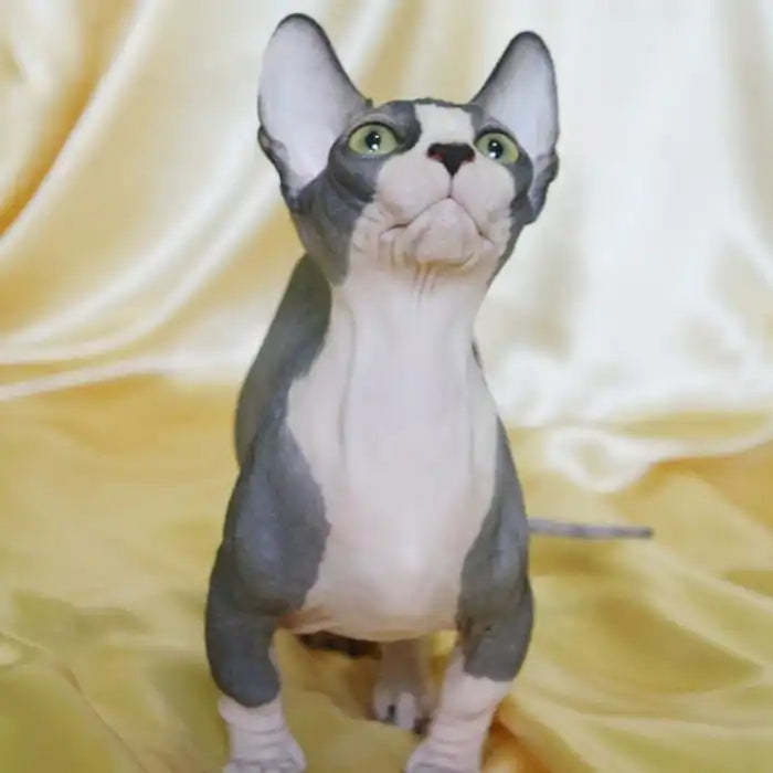 Sphynx Cats for Sale | Kittens For Pancy | Kitten | Adopted