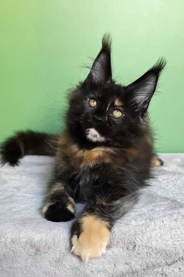 Panda | maine coon kitten