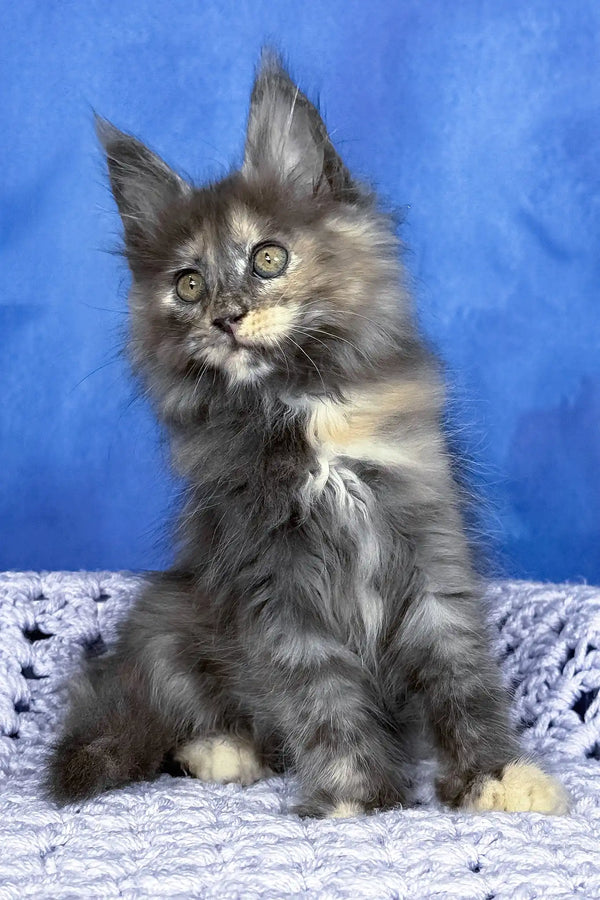 Panda | maine coon kitten