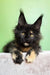 Panda | maine coon kitten