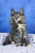 Panda | maine coon kitten