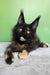 Panda | maine coon kitten