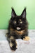 Panda | maine coon kitten