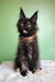 Panda | maine coon kitten