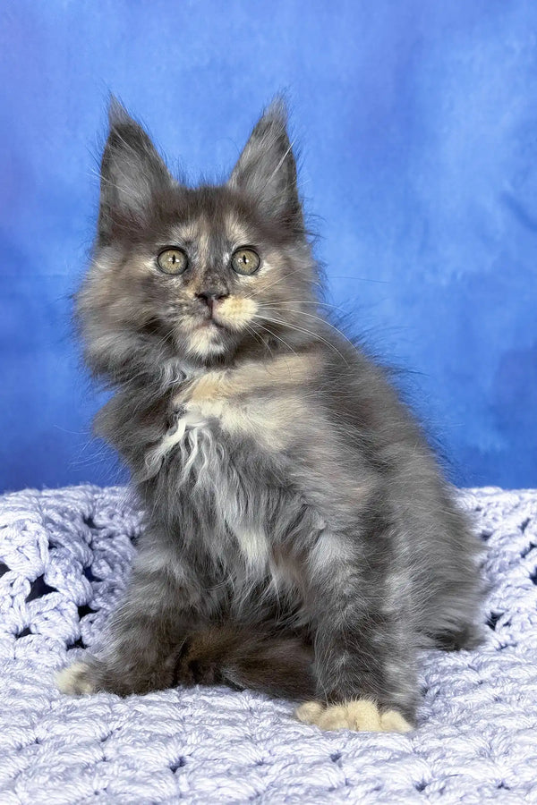 Panda | maine coon kitten