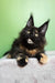 Panda | maine coon kitten