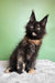 Panda | maine coon kitten