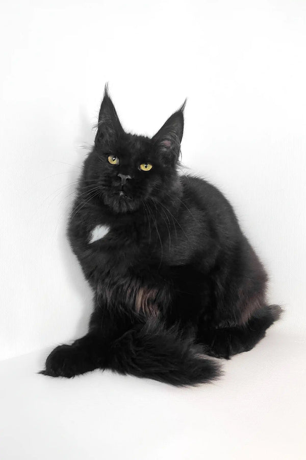 Black Maine Coon cat in the Panda Maine Coon Kitten product display