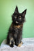 Panda | maine coon kitten