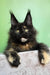 Panda | maine coon kitten