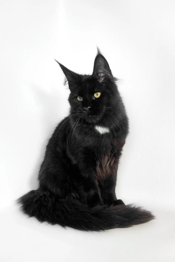 Black Maine Coon cat in the adorable Panda | Maine Coon Kitten product display