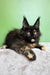 Panda | maine coon kitten