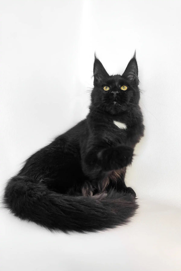 Black Maine Coon cat in the cute Panda Maine Coon Kitten product display