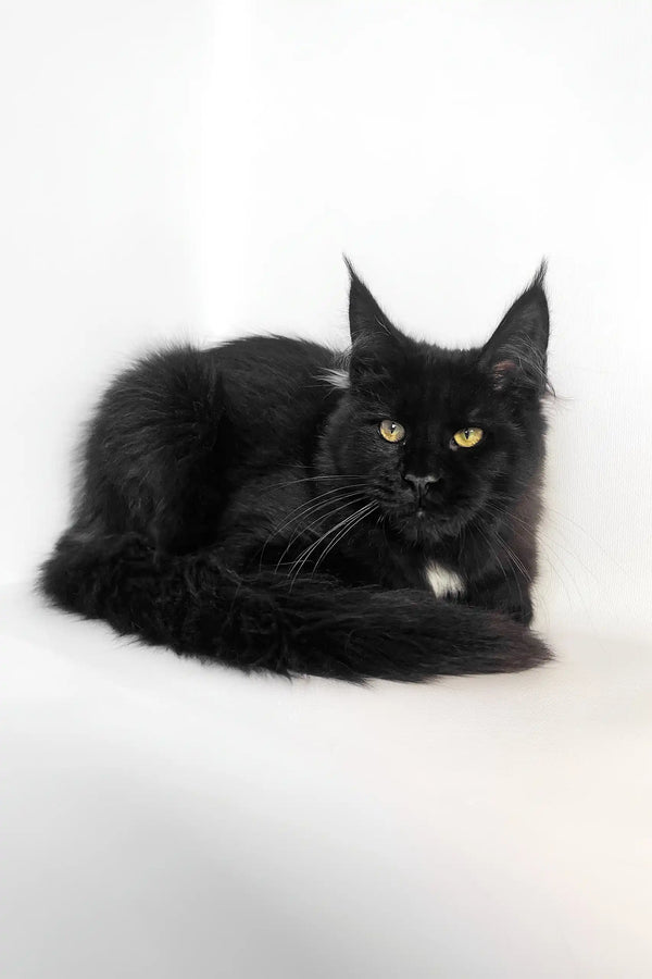 Black Maine Coon cat in the cute Panda | Maine Coon Kitten product