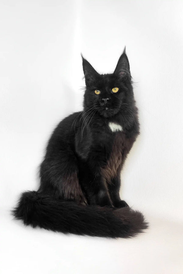 Black Maine Coon cat with yellow eyes in Panda Maine Coon Kitten product display