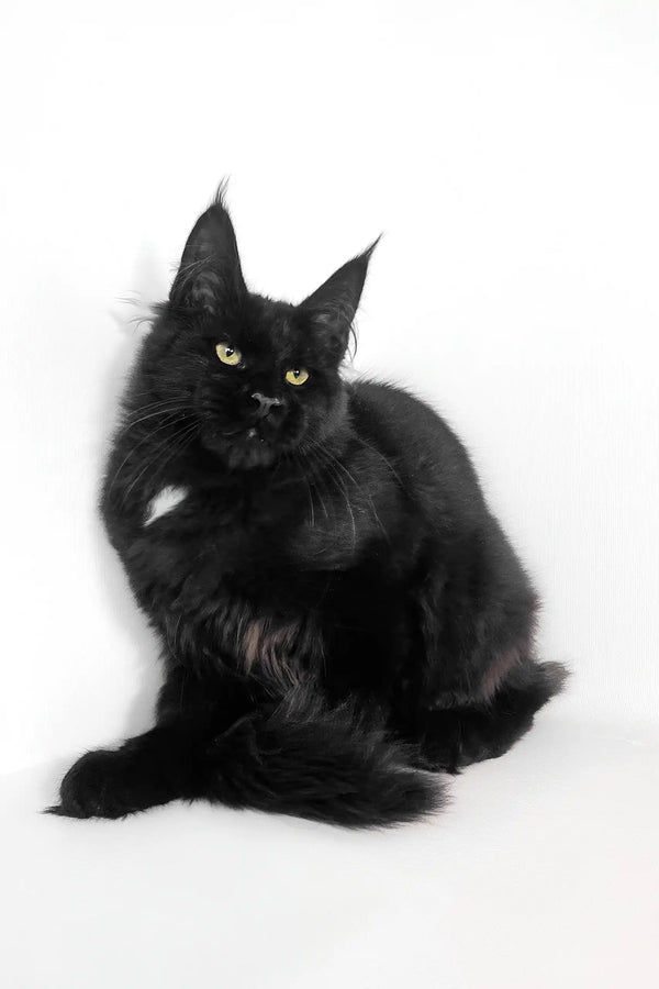 Black Maine Coon cat in the Panda Maine Coon Kitten product image