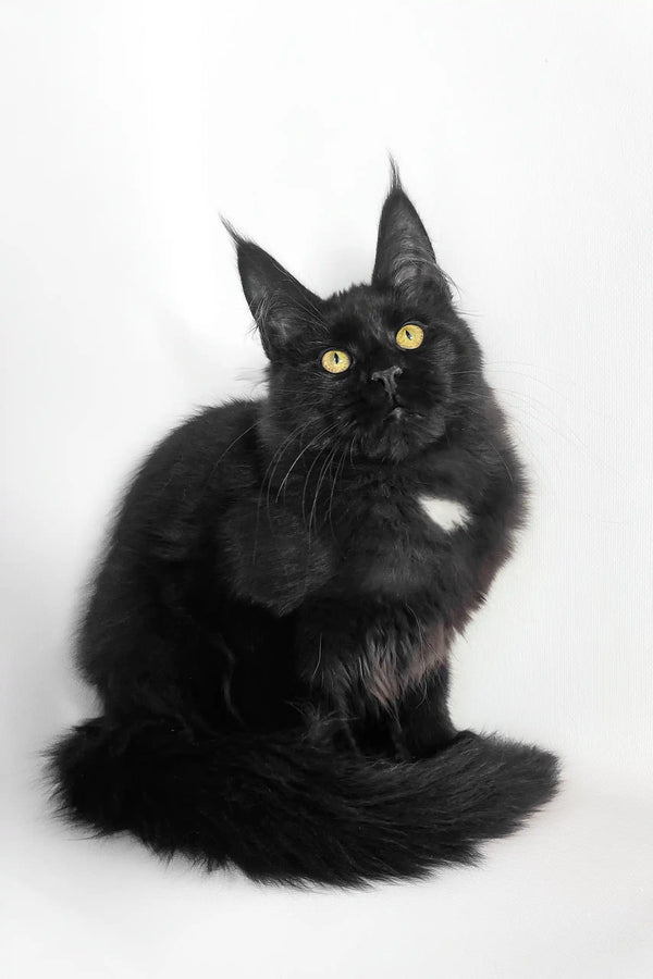 Black Maine Coon kitten with striking yellow eyes in the Panda product line