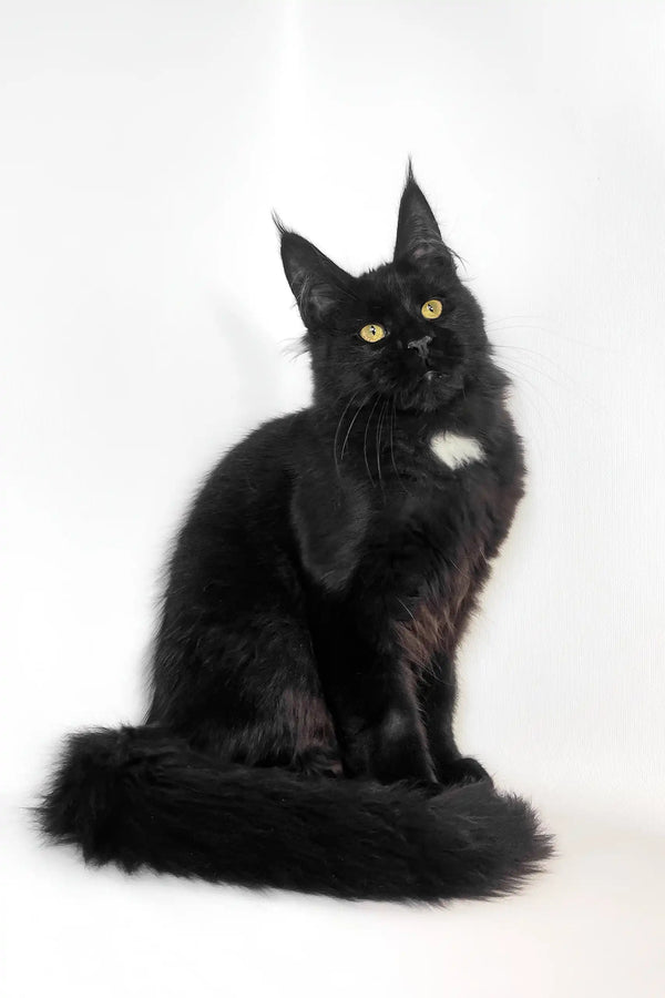 Black Maine Coon cat looking adorable in the Panda Maine Coon Kitten product