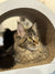 Long-haired Maine Coon kitten with yellow eyes peering from a circular opening