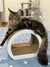 Maine Coon kitten chillin on a curved scratching post in Panda product