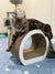 Long-haired tabby Coon kitten chilling on a curved scratcher for cozy vibes