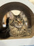 Long-haired Maine Coon kitten with alert eyes peeking from a cozy curved opening