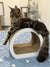 Long-haired tabby Maine Coon kitten relaxing on a stylish curved cat scratcher