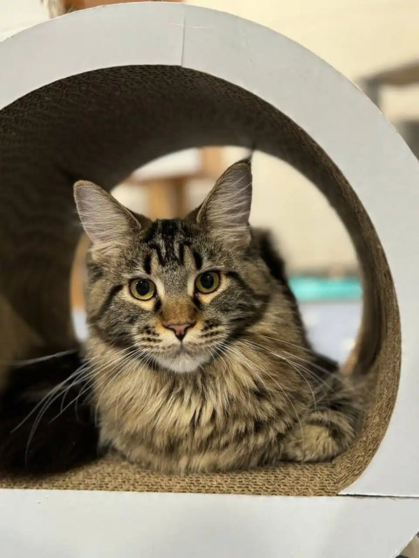 Fluffy Maine Coon kitten with alert eyes peeking through a curved opening