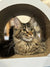 Fluffy Maine Coon kitten peeking from a cozy curved opening, super adorable!