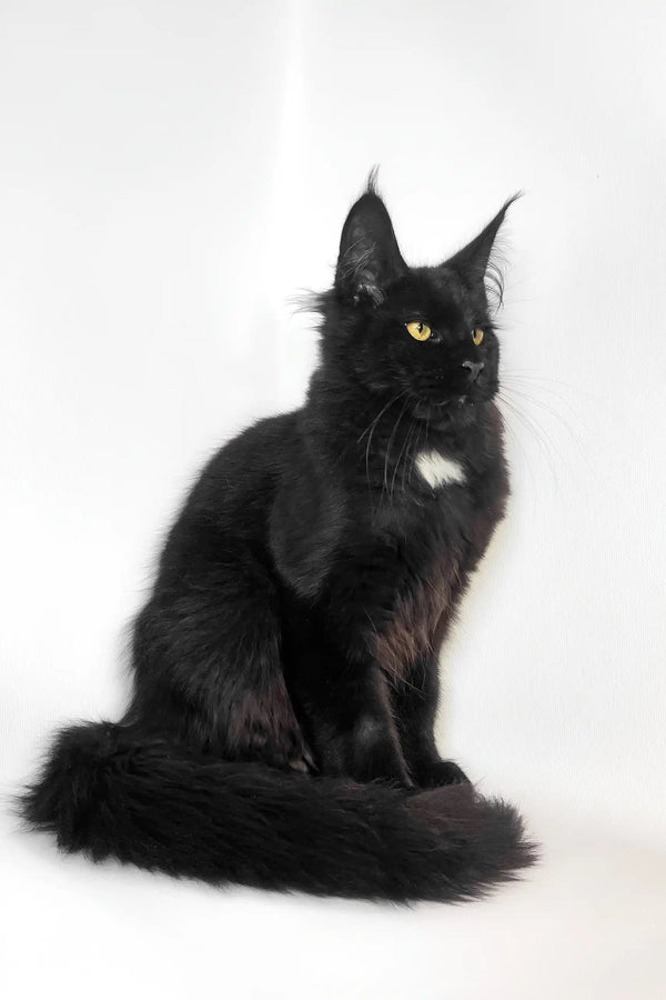 Majestic black Maine Coon cat in the Panda Maine Coon Kitten product display