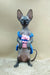 Pandora | canadian sphynx kitten