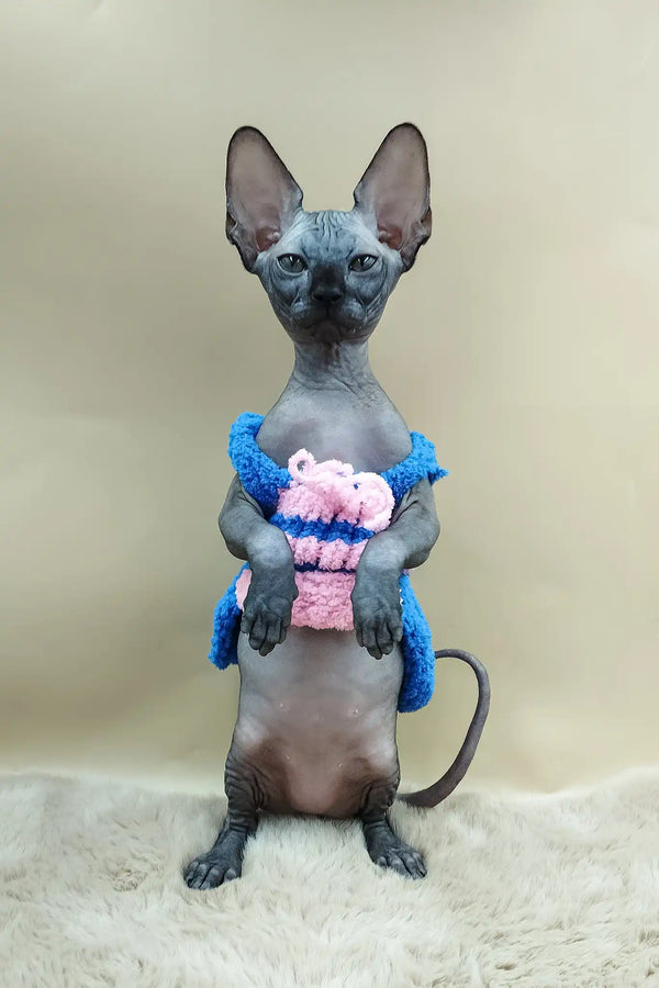 Pandora | canadian sphynx kitten