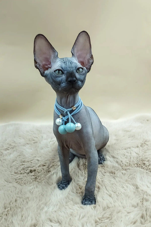 Pandora | canadian sphynx kitten