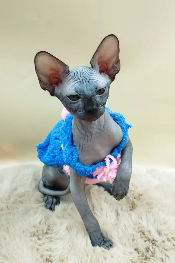 Pandora | canadian sphynx kitten