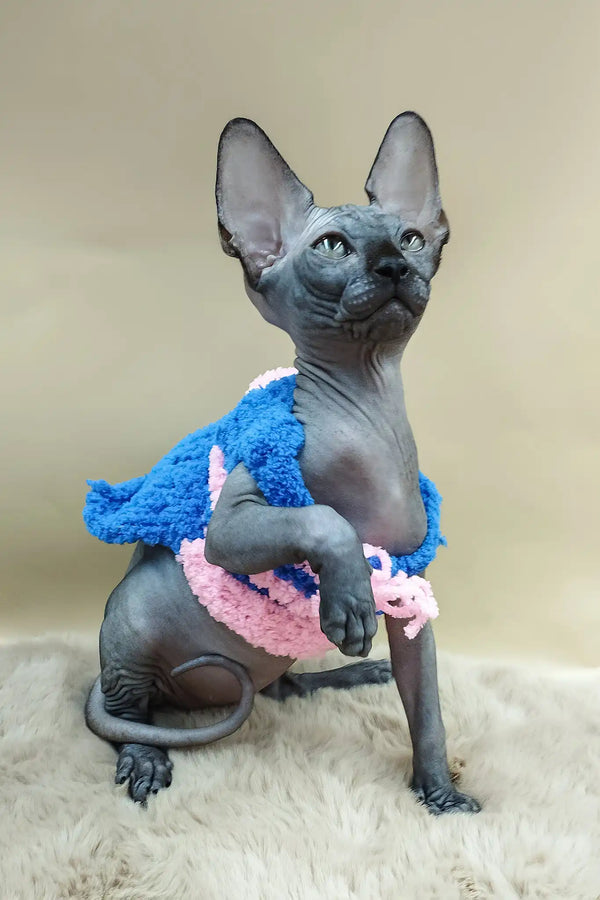 Pandora | canadian sphynx kitten