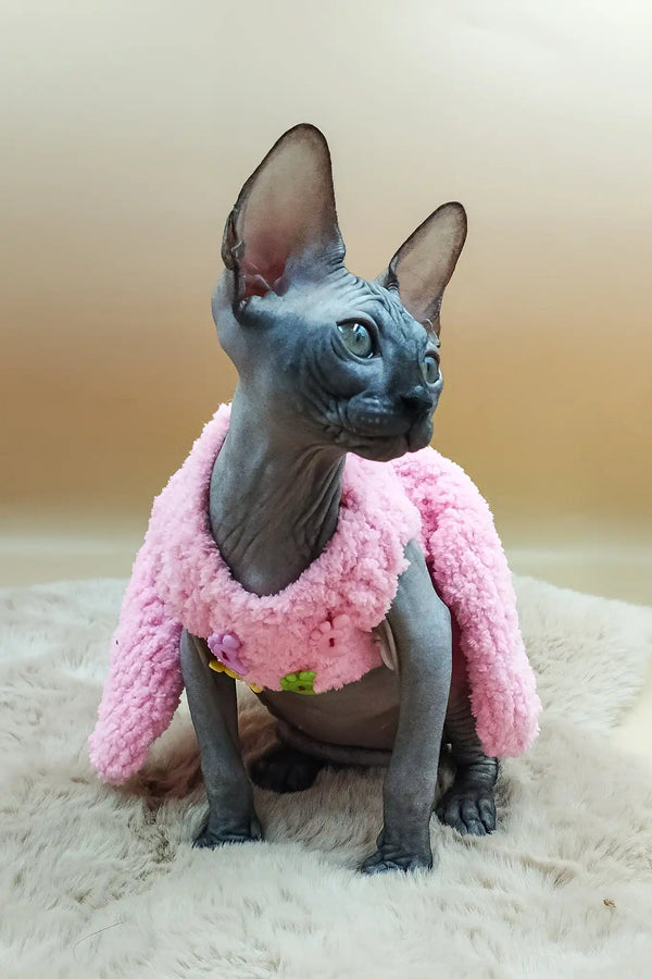 Pandora | canadian sphynx kitten