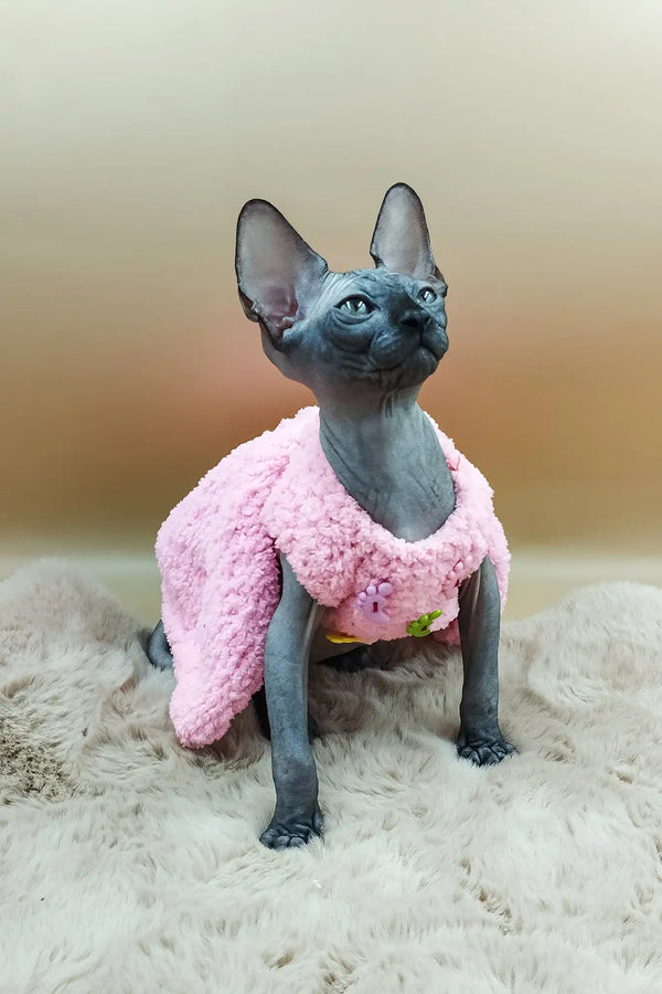 Pandora | canadian sphynx kitten