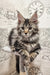 Maine Coon kitten chilling on a perch, featured in the Pandora product line