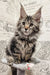 Adorable Maine Coon kitten with ear tufts, perfect for Pandora collection