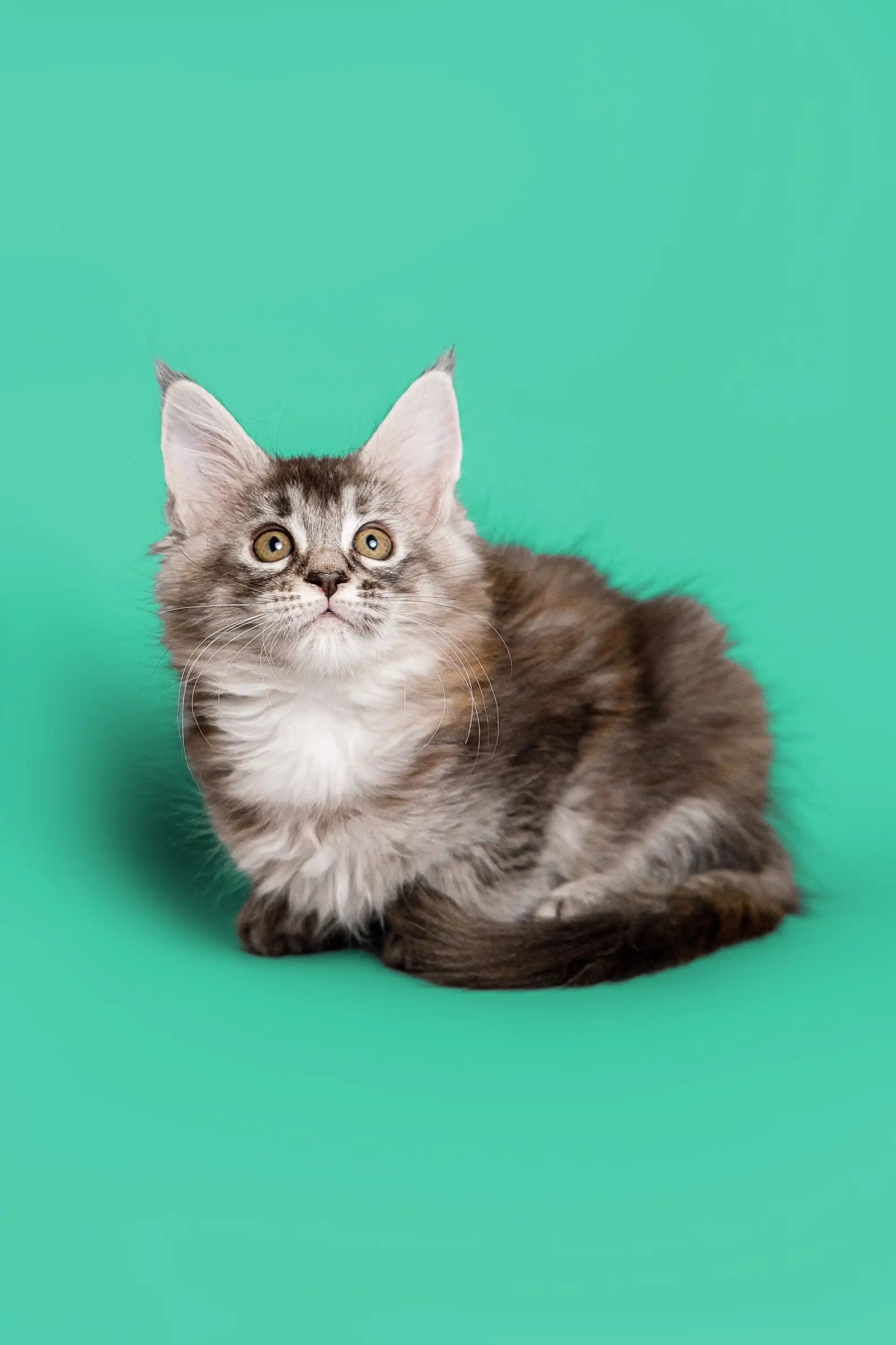 Maine Coon Kittens for Sale Pandora | Kitten