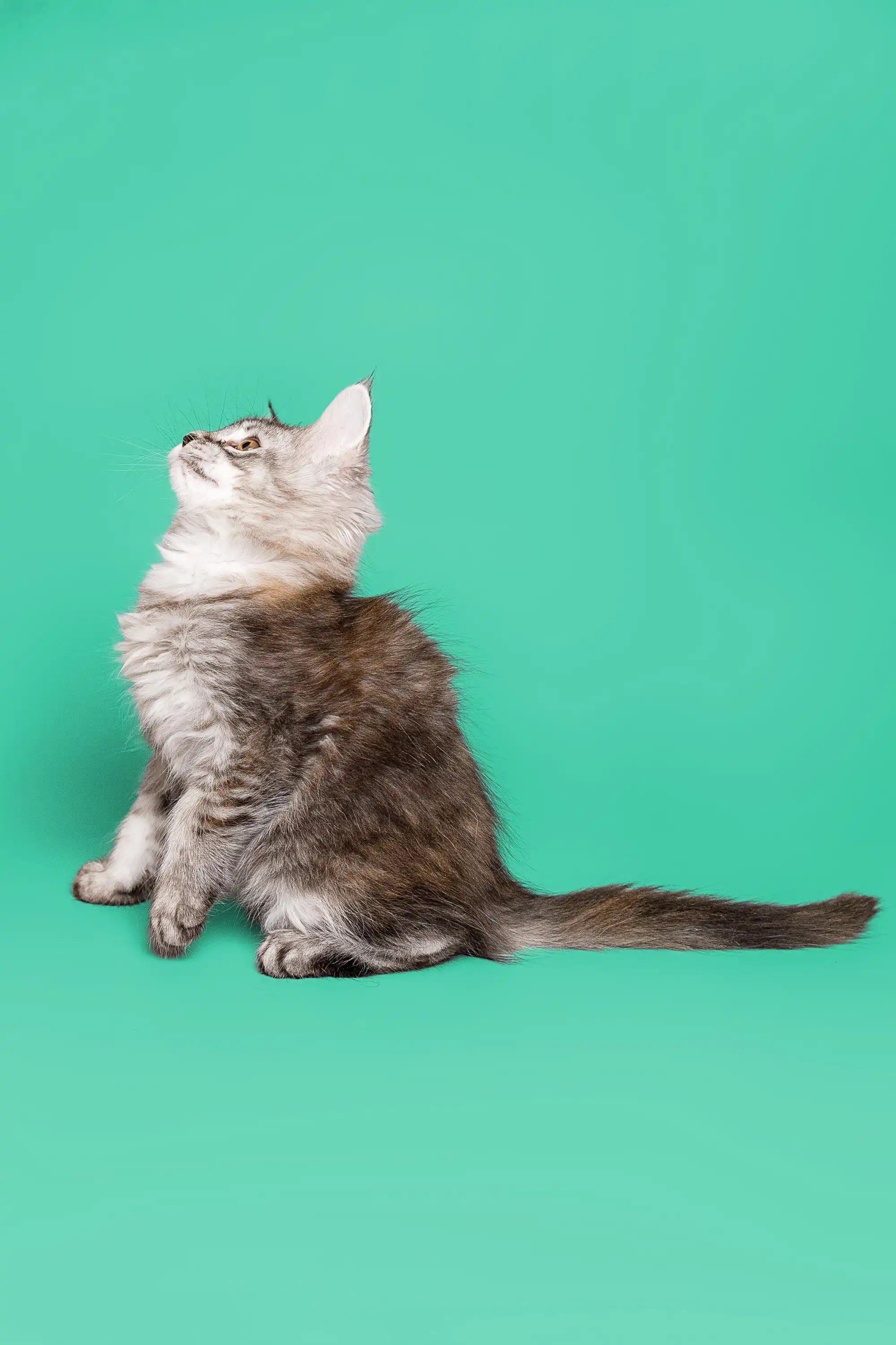 Maine Coon Kittens for Sale Pandora | Kitten