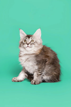 Kittens and Cats For Sale - Reputable Breeders & Catteries Near