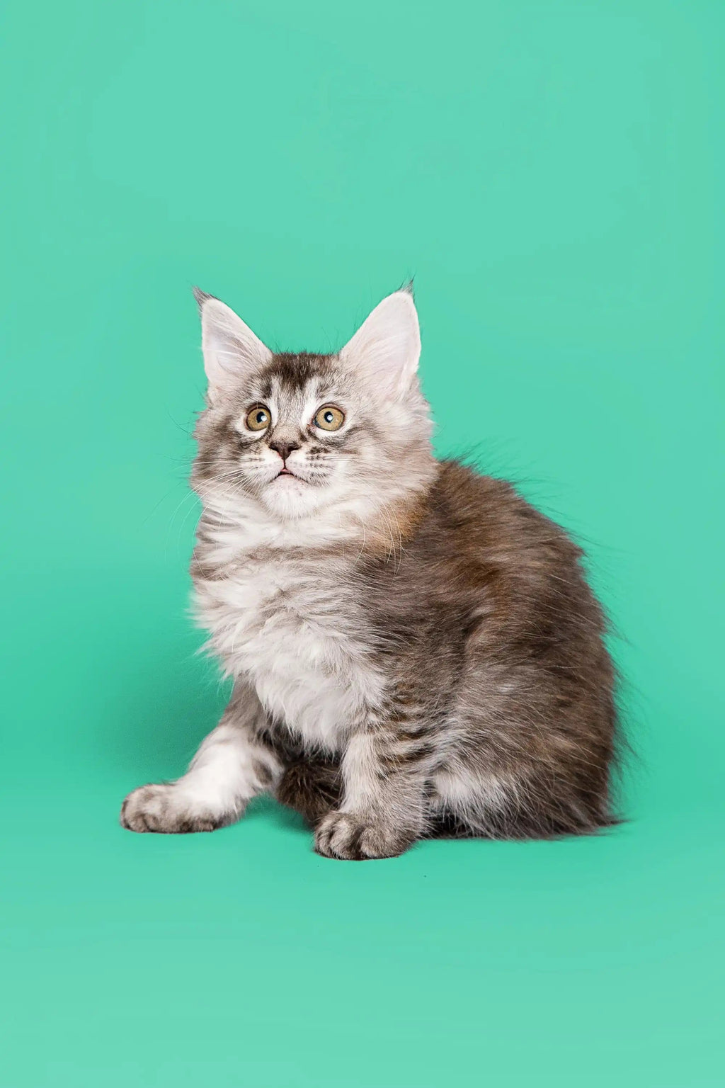 Maine Coon Kittens for Sale: Find Your Gentle Giant Today – Purebred Kitties