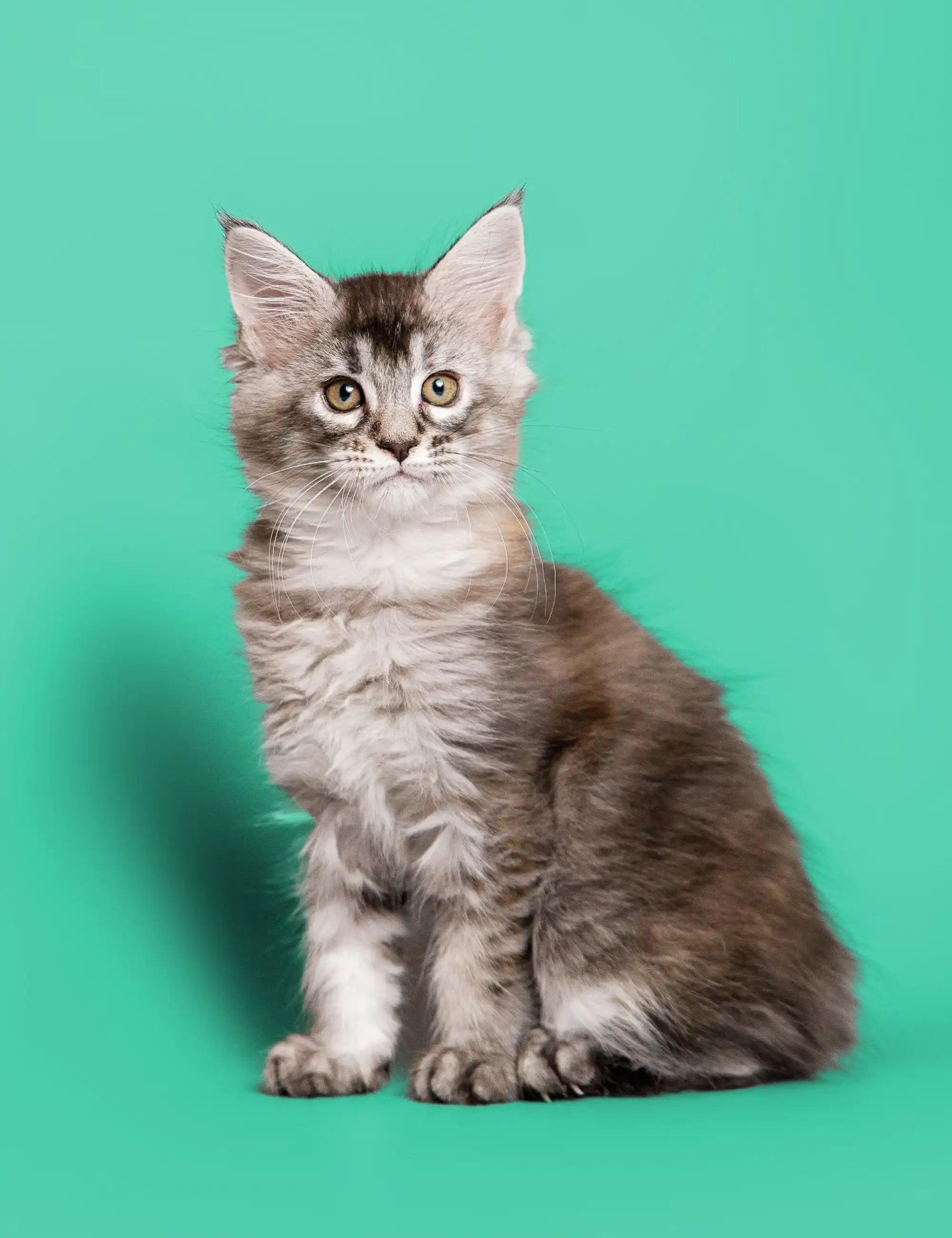 Purebred Kittens for Sale Find Your Purrfect Feline Companion Today