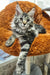 Gray tabby Maine Coon cat named Pandora in a cute kitten portrait